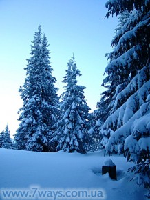 winter_forest.jpg